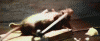 17530856313854689686.gif