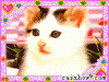 Mao.gif