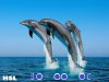The-best-top-desktop-dolphin-wallpapers-hd-dolphins-wallpaper-3.jpg