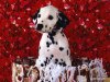 Dogs_72.jpg