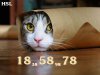cat-funny-pics.jpg