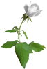 singlewhiterose01LT.png