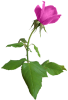singlehotpinkrose01LT.png