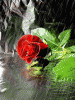 41835906_Roza_pod_dozhdyom.gif