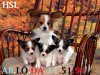The-best-top-desktop-dog-wallpapers-02.jpg