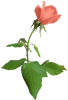 singlepeachrose01LT.png