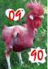 Chicken.jpg