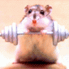 chuot.gif