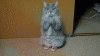 cat-begging.gif
