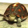 rùa.gif