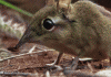 chuot2.gif