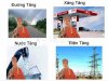 DuongTang.jpg