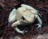 10Poison_Dart_Frog.jpg