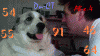 8.gif