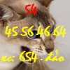 thumb_12943923215197_1ty.vn-hinh-anh-nhung-con-meo-rat-dep-1600cat_13010.jpg