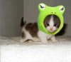 101510clfunnyanimals-39.jpg
