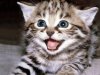 animal0021.jpg
