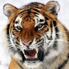 310px-Panthera_tigris_altaica_28_-_Buffalo_Zoo_(1) (1).jpg