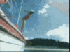 Shark1-1.gif
