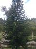 duypemeo