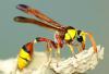 jolly_bee
