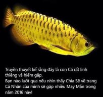 rồng vàng