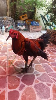 lậm số đề