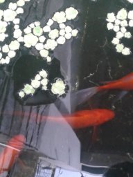 Trời Thương Trời Cho
