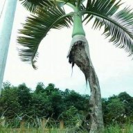 Duongckt