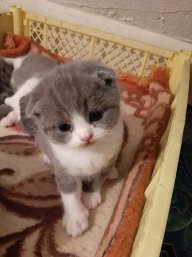 Mơ Trúng Lớn