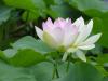 Hoang_Chuong24