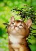 meomap
