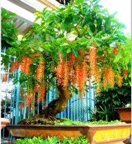 Sinh Phát Lộc