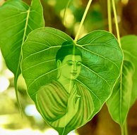 Võ Minh Phong