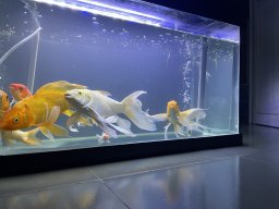 may mắn tài lộc 9999