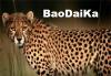 BaoDaiKa