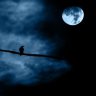 lan_linh11