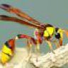 jolly_bee