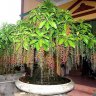 nguyenremy