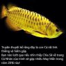 rồng vàng