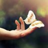 __Hồ Điệp Ƹ̵̡ӝ̵̨̄ʒ