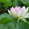 Hoang_Chuong24