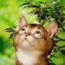 meomap