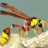 jolly_bee
