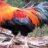 Gatrong28
