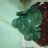 ngoc_bichus