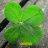 Lucky.N0