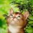 meomap