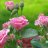 blackrose