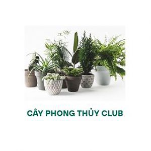 Logo-cayphongthuyclub